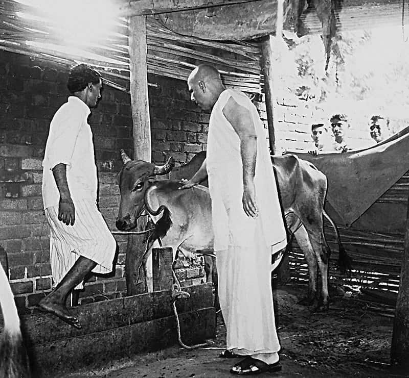 Malav Ashram, 1970. Swami Kripalvananda (Swami Kripalu) at a goshala, a shelter for cows.
